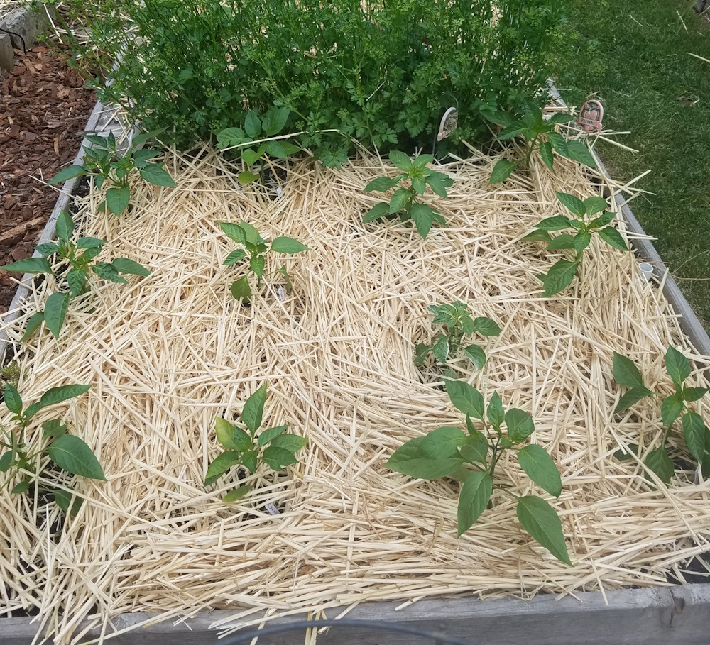 straw mulch in the garden