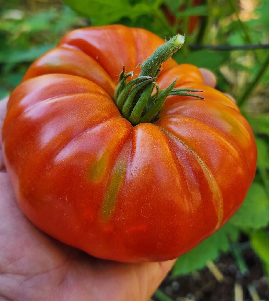 large red beefsteak tomato