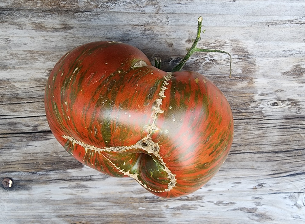 zippering on a tomato. Scars running along the skin