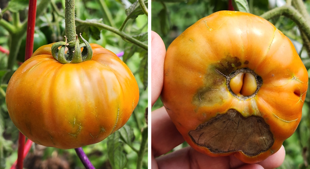 ripening tomato with blossom end rot