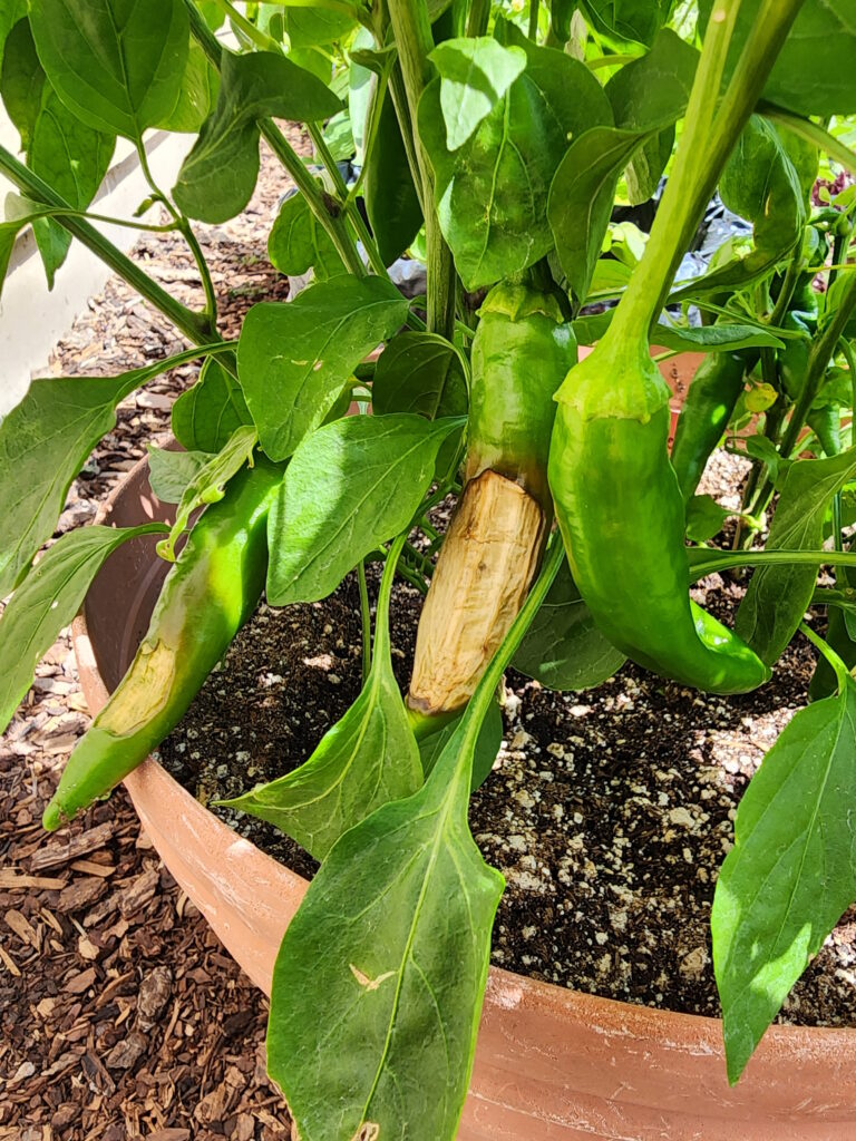 blossom end rot on a chili pepper