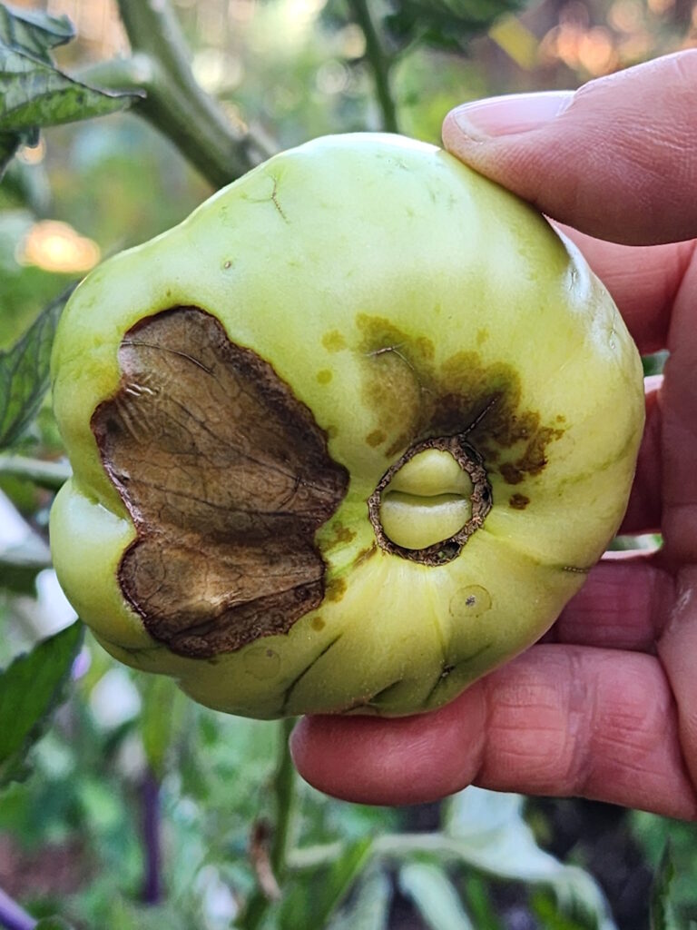 advanced blossom end rot on green tomato