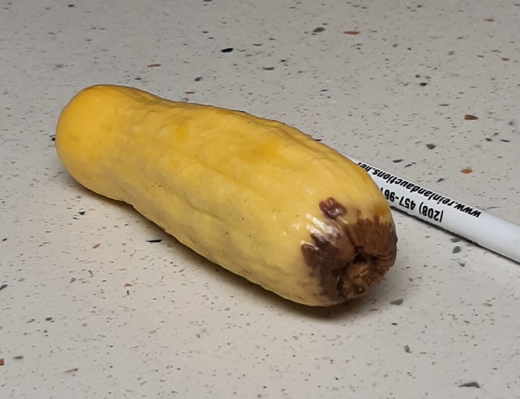 blossom end rot on yellow squash