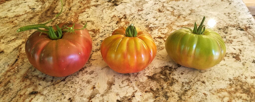 three tomatoes ripening on the counter