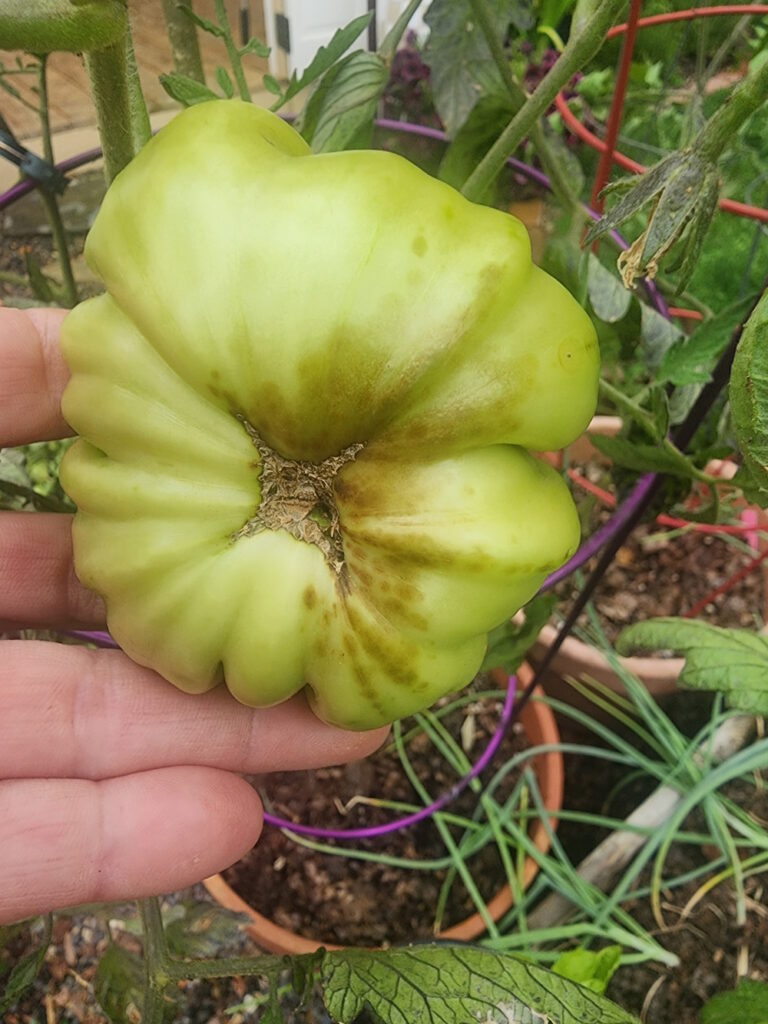 blossom end rot on green tomato