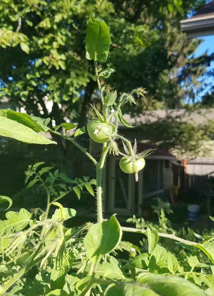 immature green fruit