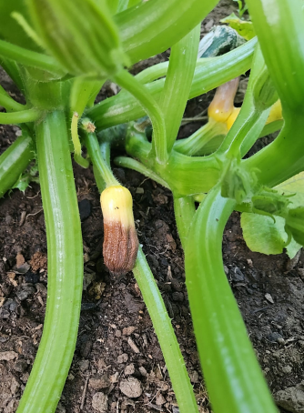 incomplete pollination in squash