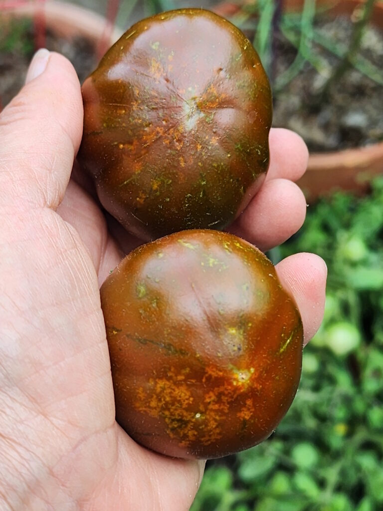 mild case of blossom end rot on ripe tomatoes