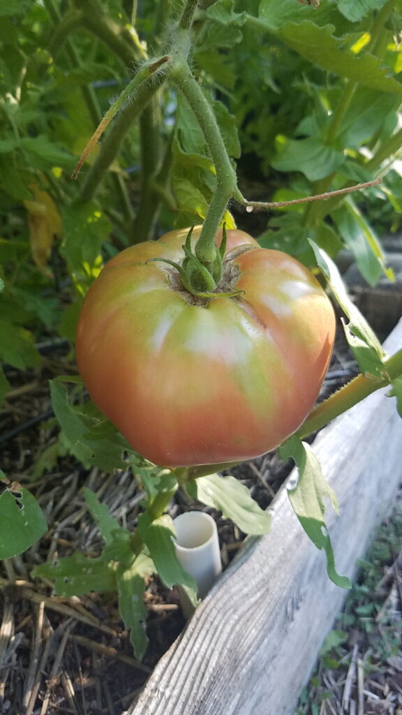 breaker stage tomato showing some coloring