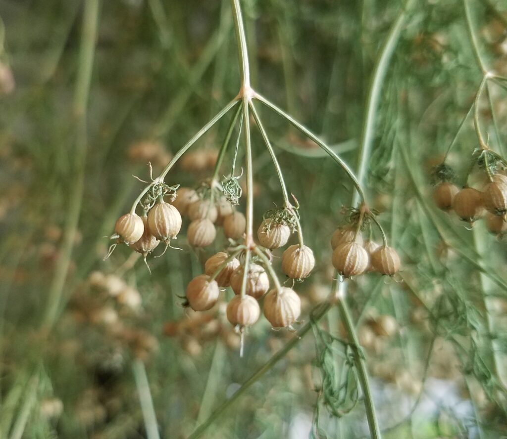 cilantro seed head