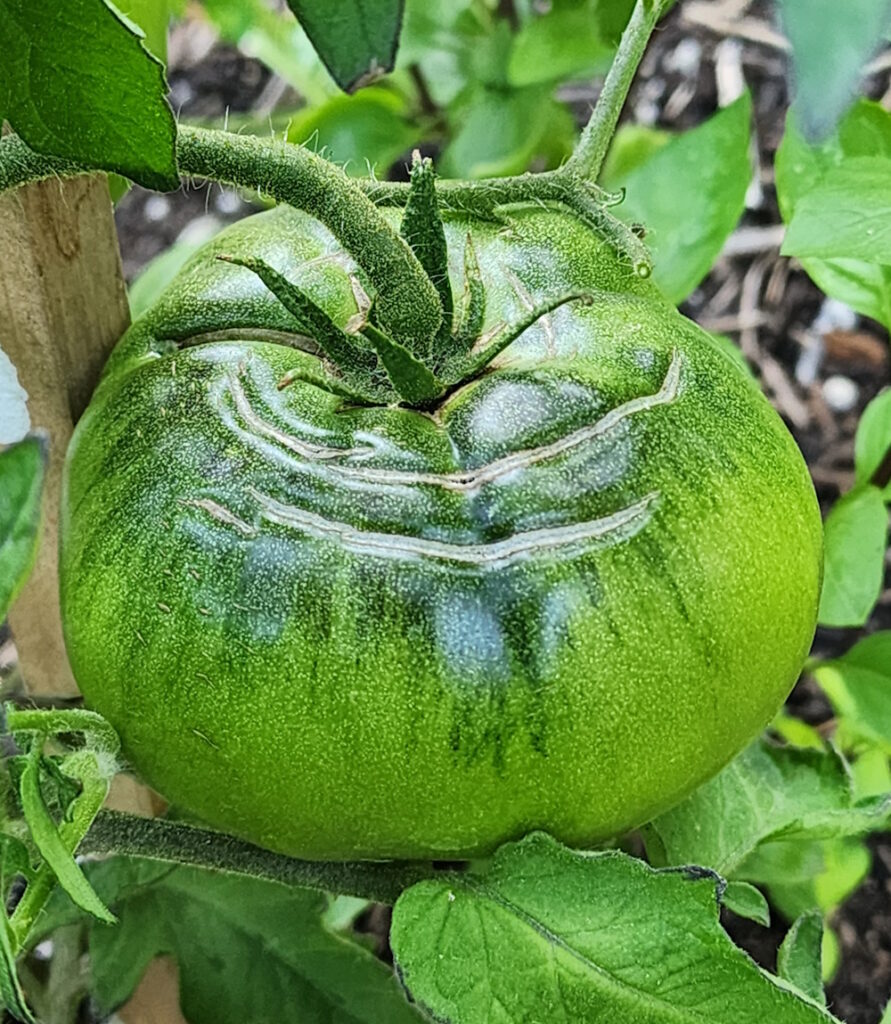 concentric cracking on a beefsteak tomato