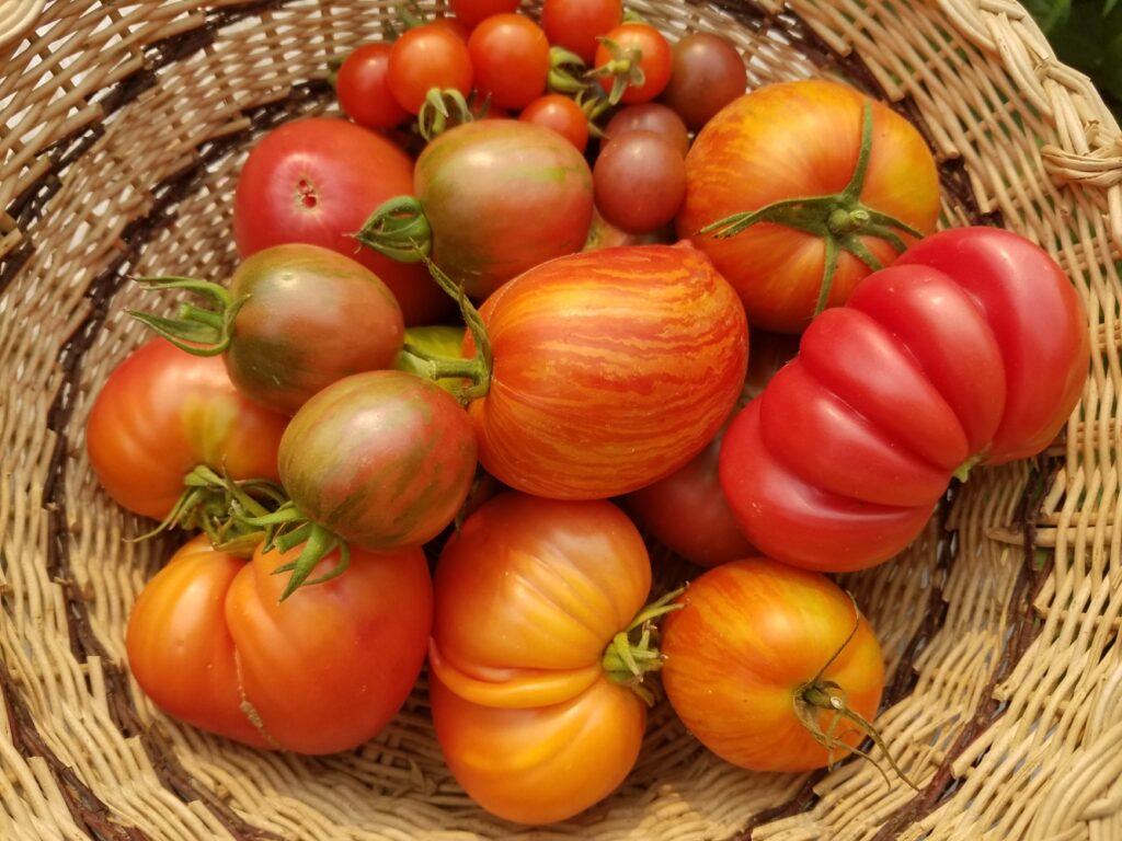 heirloom tomatoes in a basket