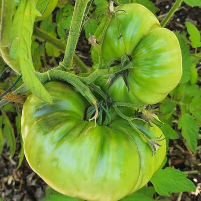 large green tomatoes on the vine