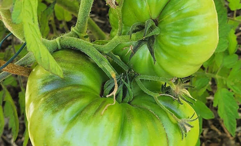 large green tomatoes on the vine