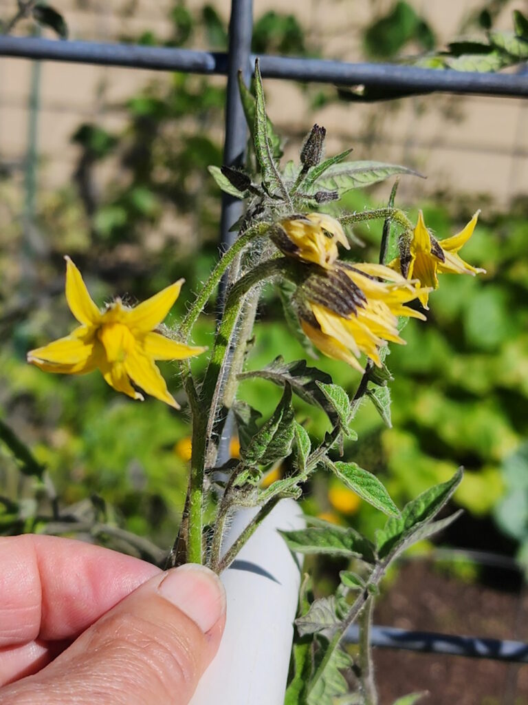 tomato blossoms