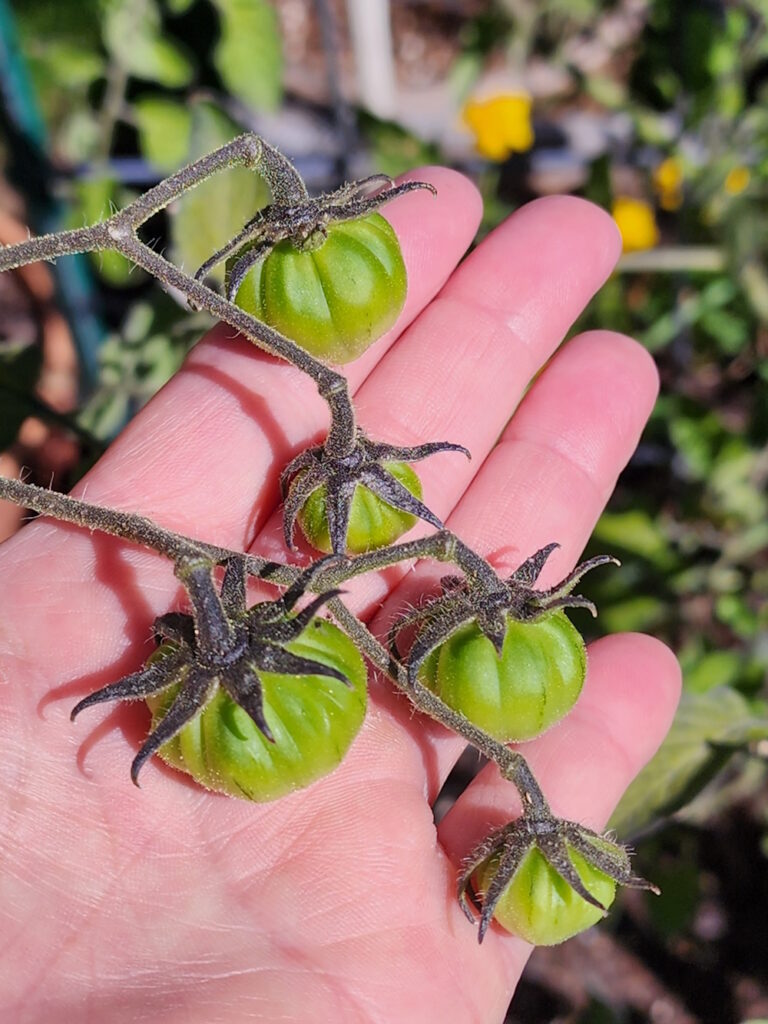 small developing tomato fruit