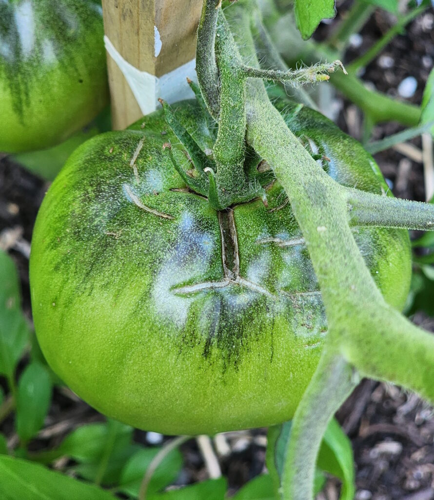 radial cracking on a beefsteak tomato