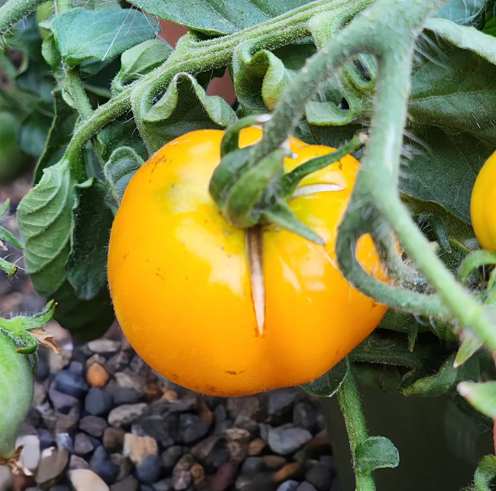 radial crack on a cherry tomato