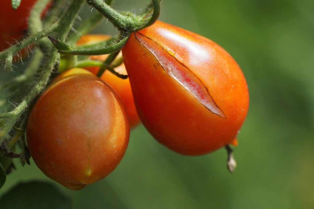 split in a pear tomato