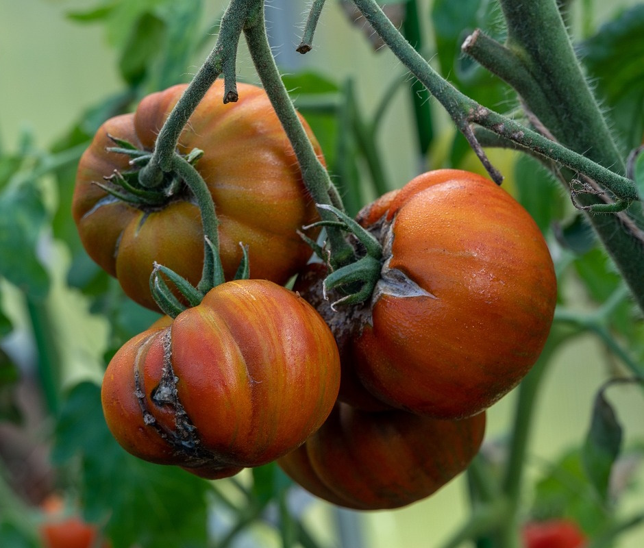 split tomatoes with disease