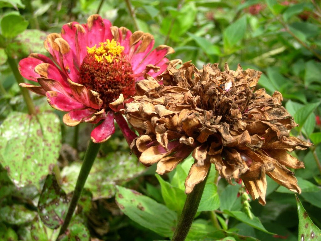 zinnia flower head 