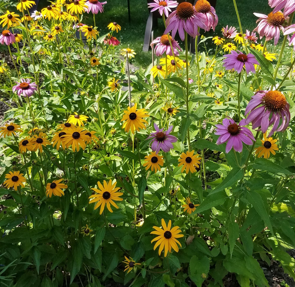 Black eyed susans and coneflowers growing together in the garden