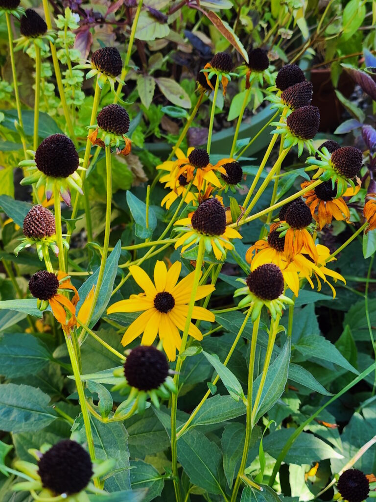 Black eyed susan seed heads