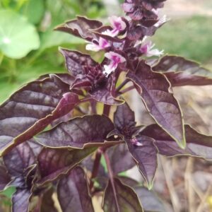 purple basil