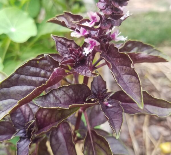 purple basil