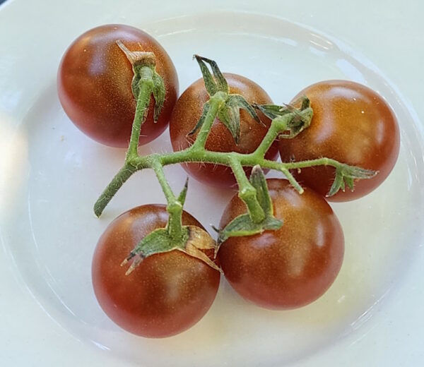 brown berry cherry tomato