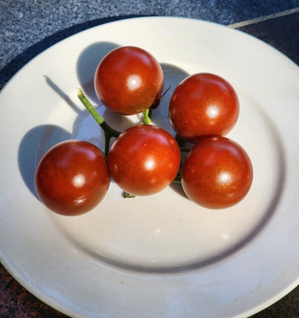 brown berry cherry tomatoes