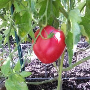 Coeur de Boeuf Rouge / red oxheart tomato