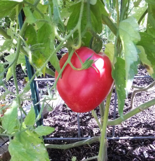 Coeur de Boeuf Rouge / red oxheart tomato