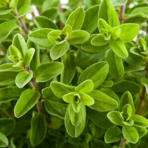 sweet marjoram