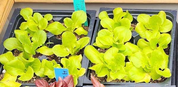 buttercrunch lettuce seedlings