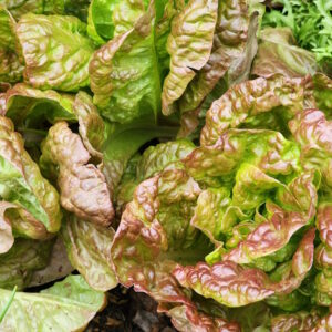 Marvel of Four Seasons lettuce