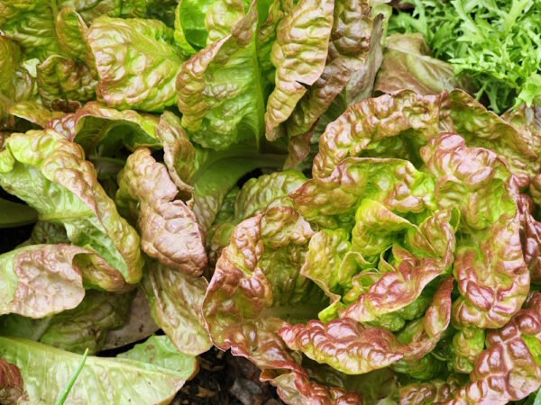 Marvel of Four Seasons lettuce