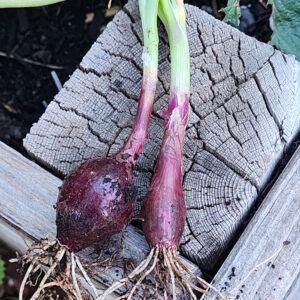 Italian red of Florence onion