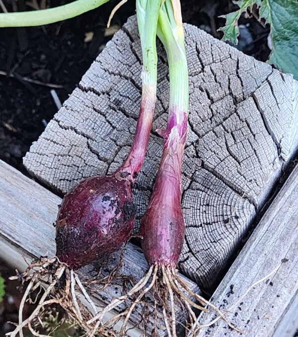 Italian red of Florence onion