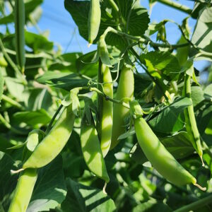 sugar snap peas