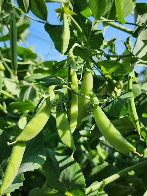 sugar snap peas