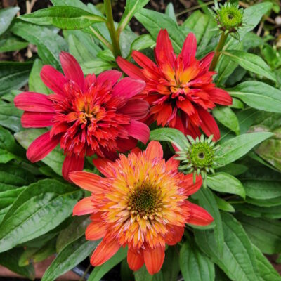 red ombre coneflower blossoms.