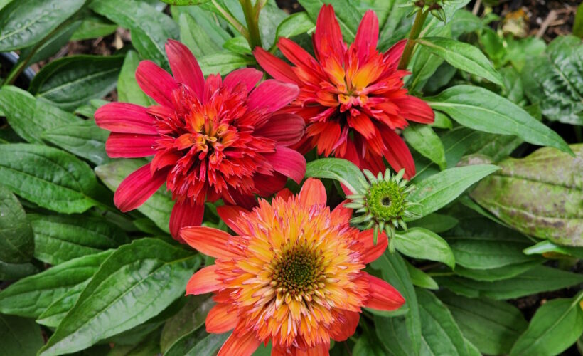 red ombre coneflower blossoms.