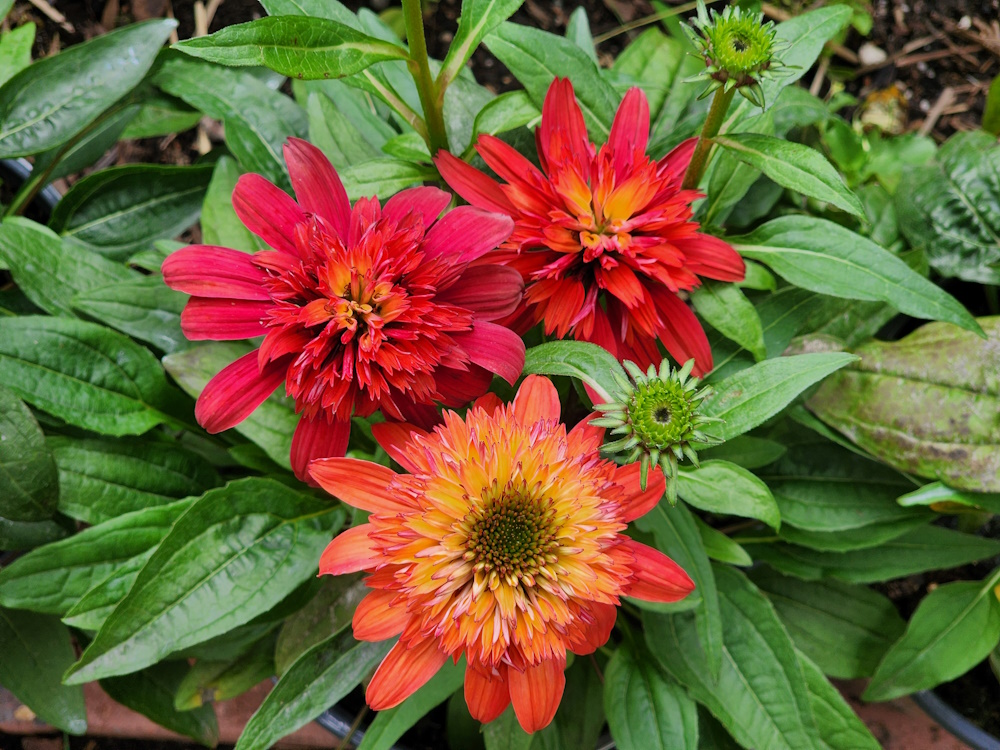 red ombre coneflower blossoms.