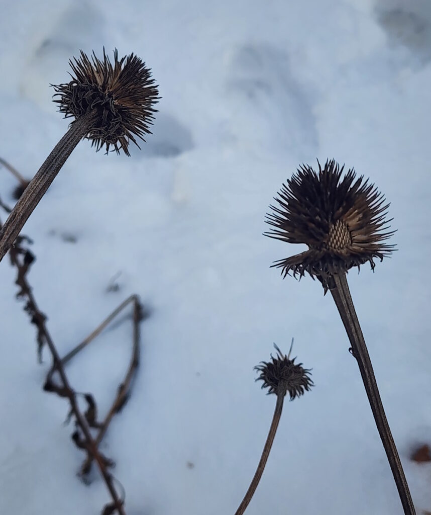 coneflower seed heads in the snow