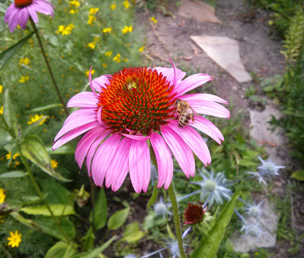 coneflowers