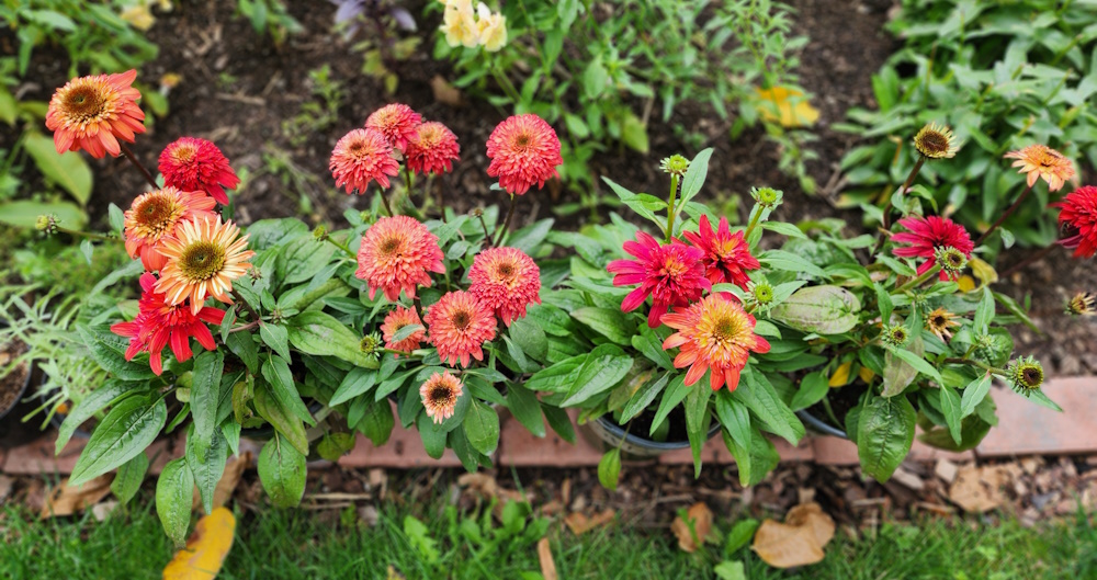 coneflowers for fall planting