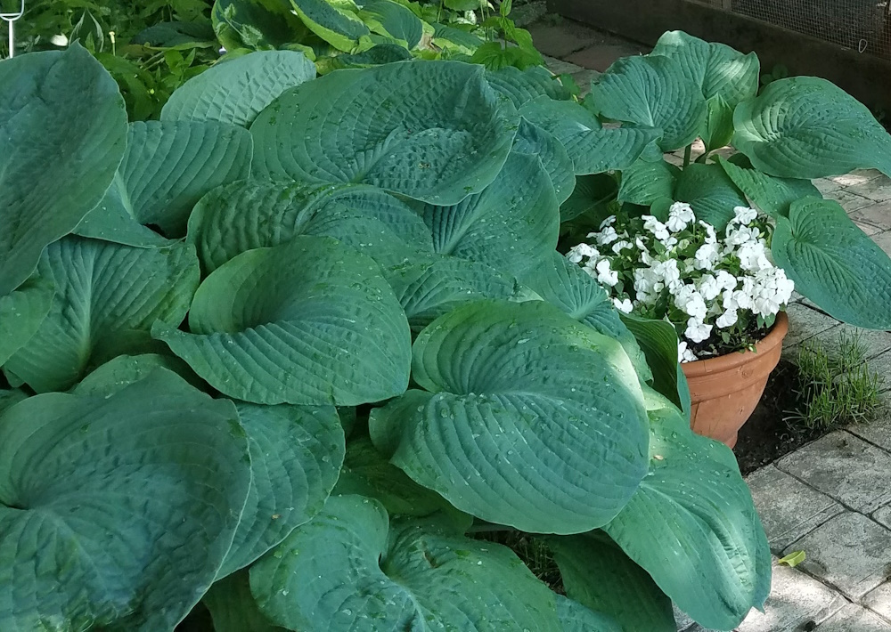 Sum and Substance hosta