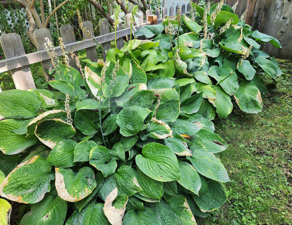 Sum and Substance Hostas