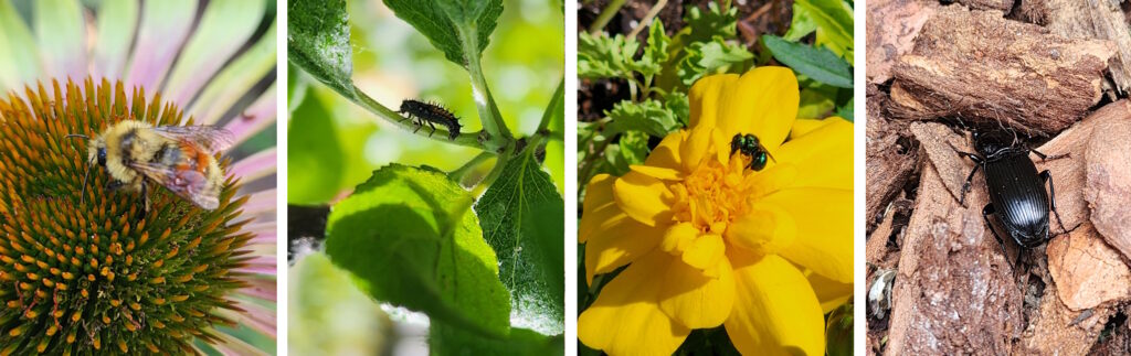 beneficial insects on flowers